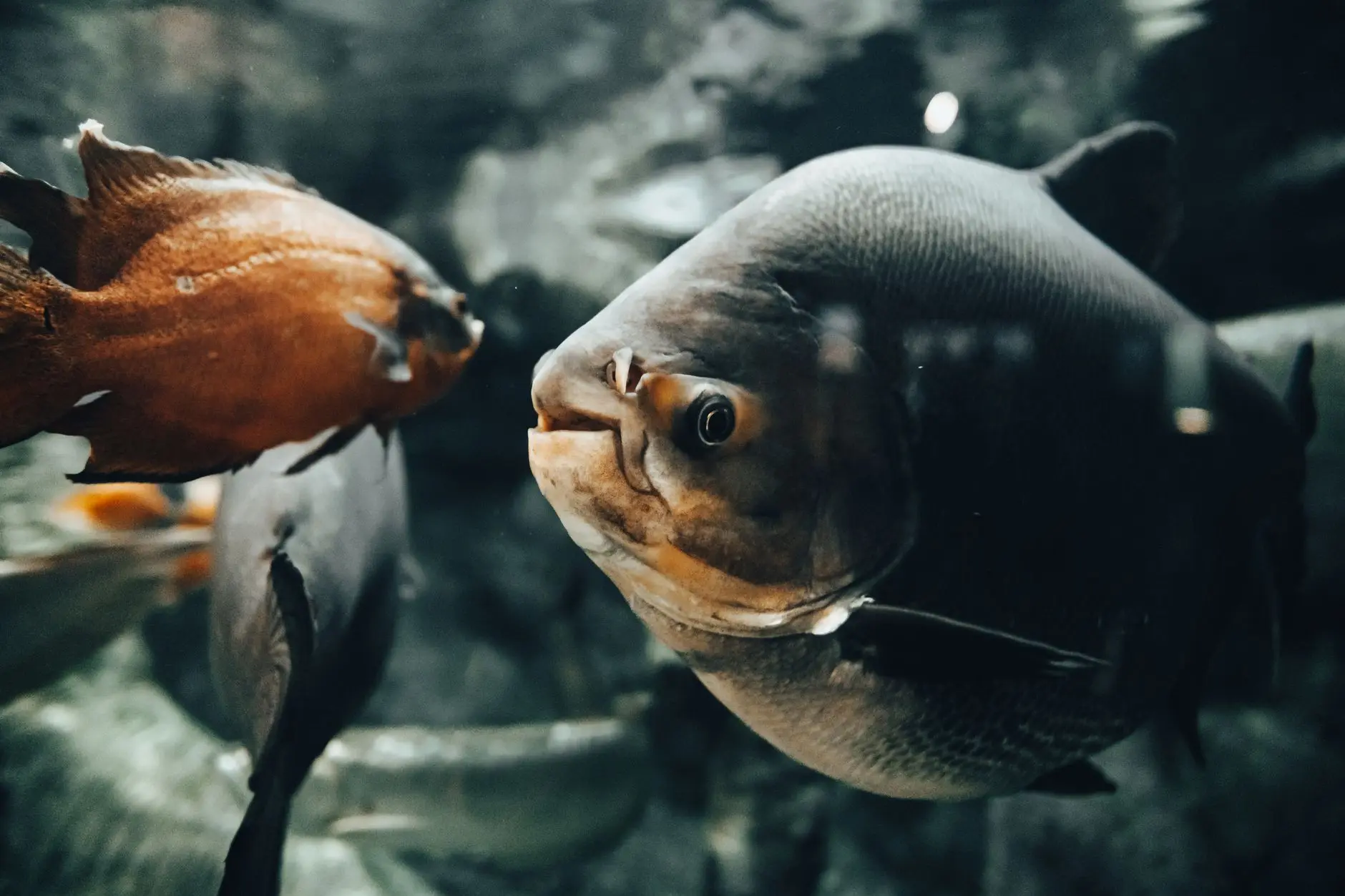 山西水族店鱼缸加热棒功率选择指南及使用注意事项正文配图 1