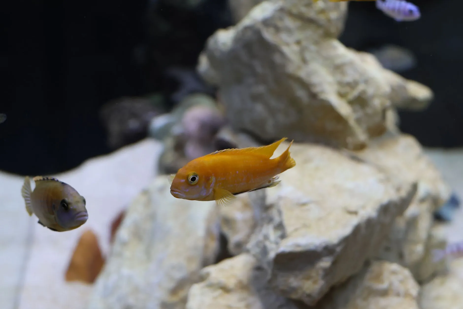 山西水族箱市场观察：大型观赏鱼缸的选购与养护技术要点正文配图 1