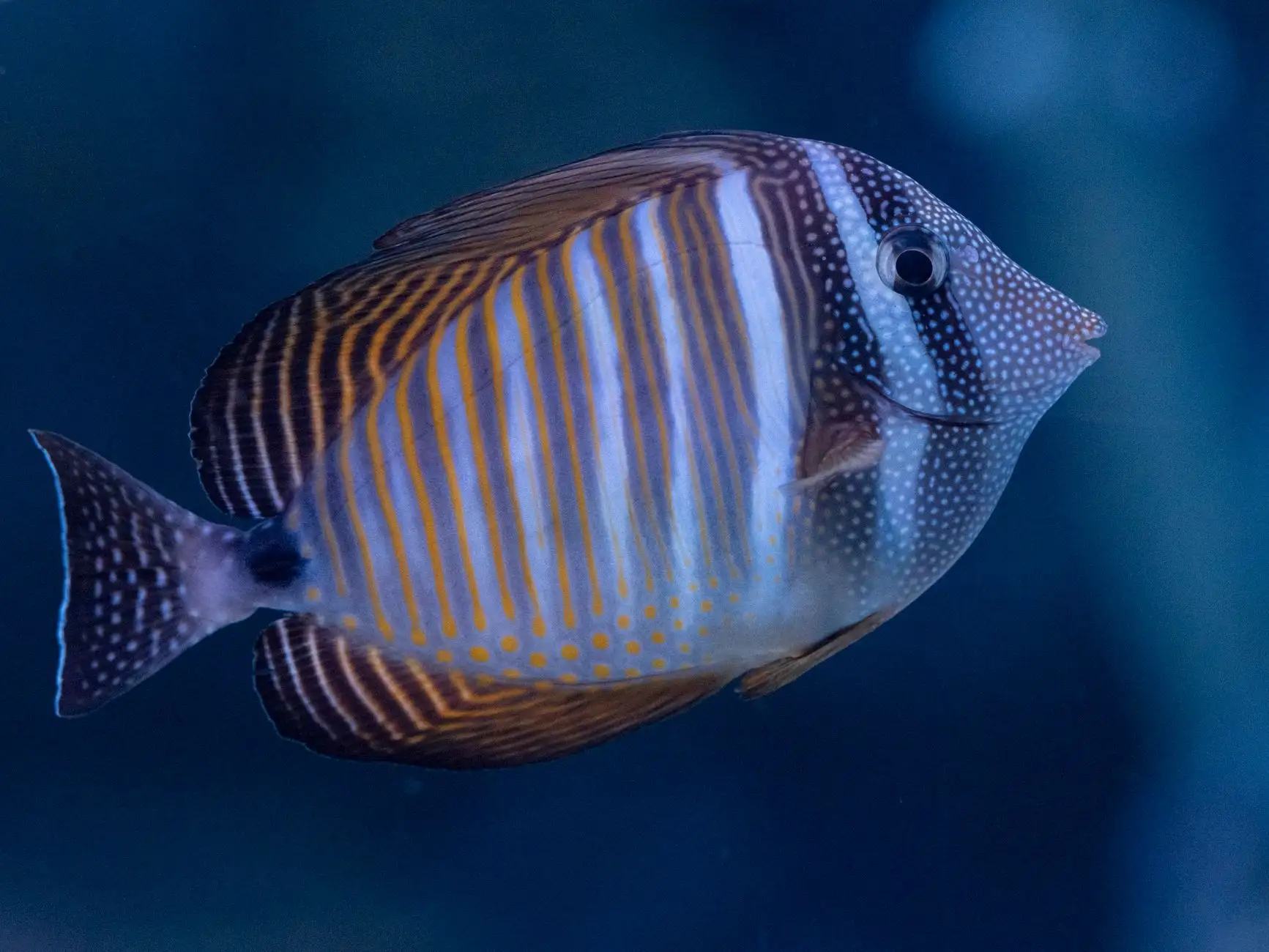 水族箱光照方案设计：鱼缸灯选购要点与太原市场主流配置解析正文配图 1