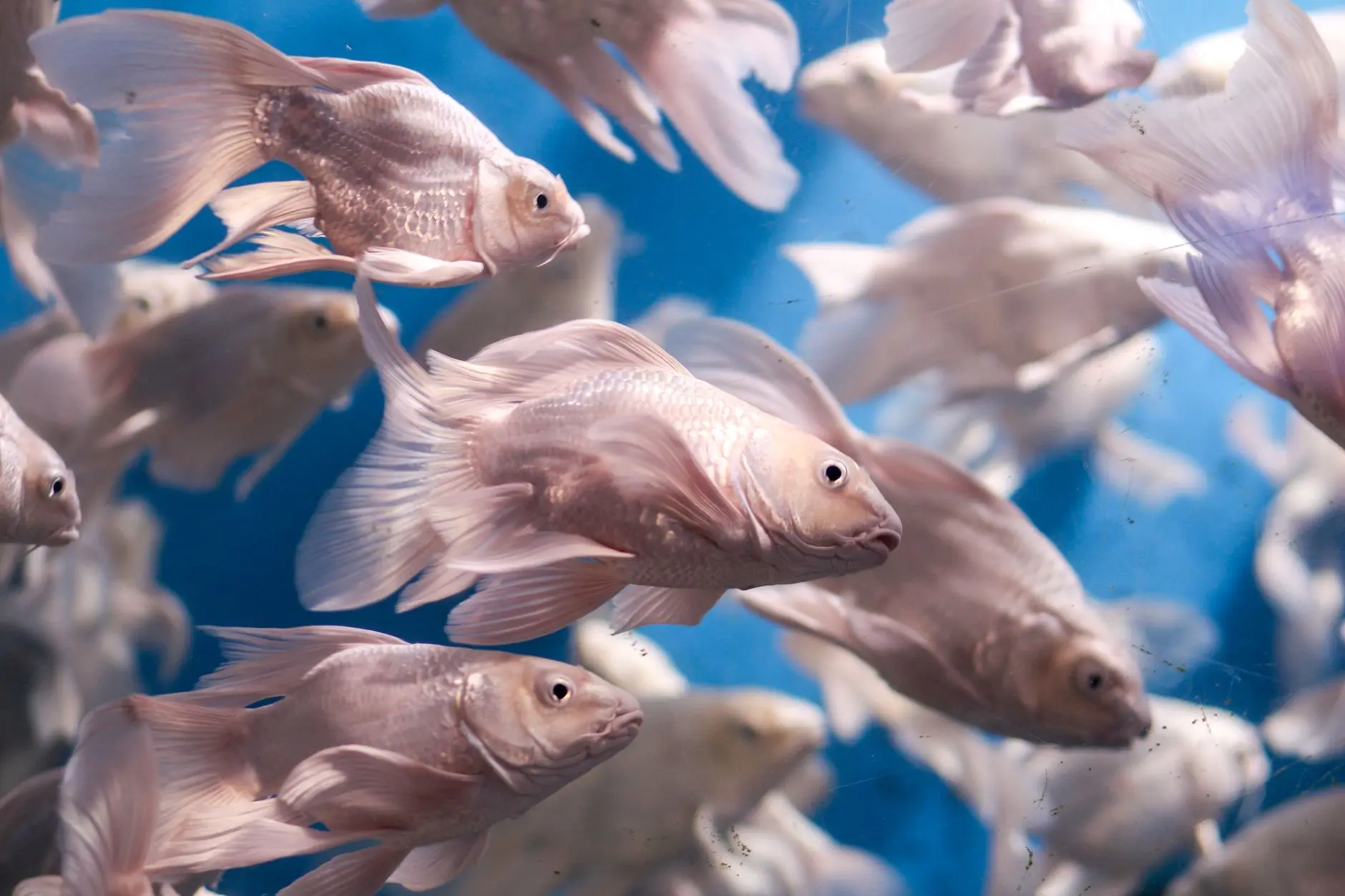 太原水族箱过滤器选型指南与维护周期建议正文配图 1