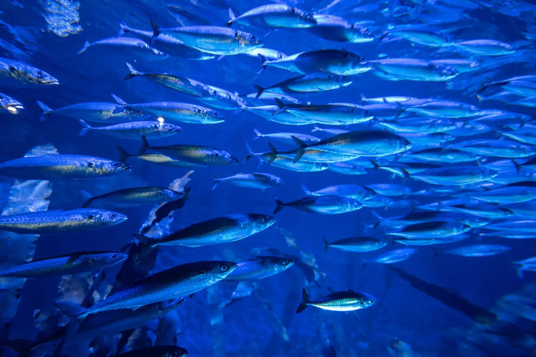 太原水族箱过滤器选型指南：流量匹配与维护周期详解正文配图 2