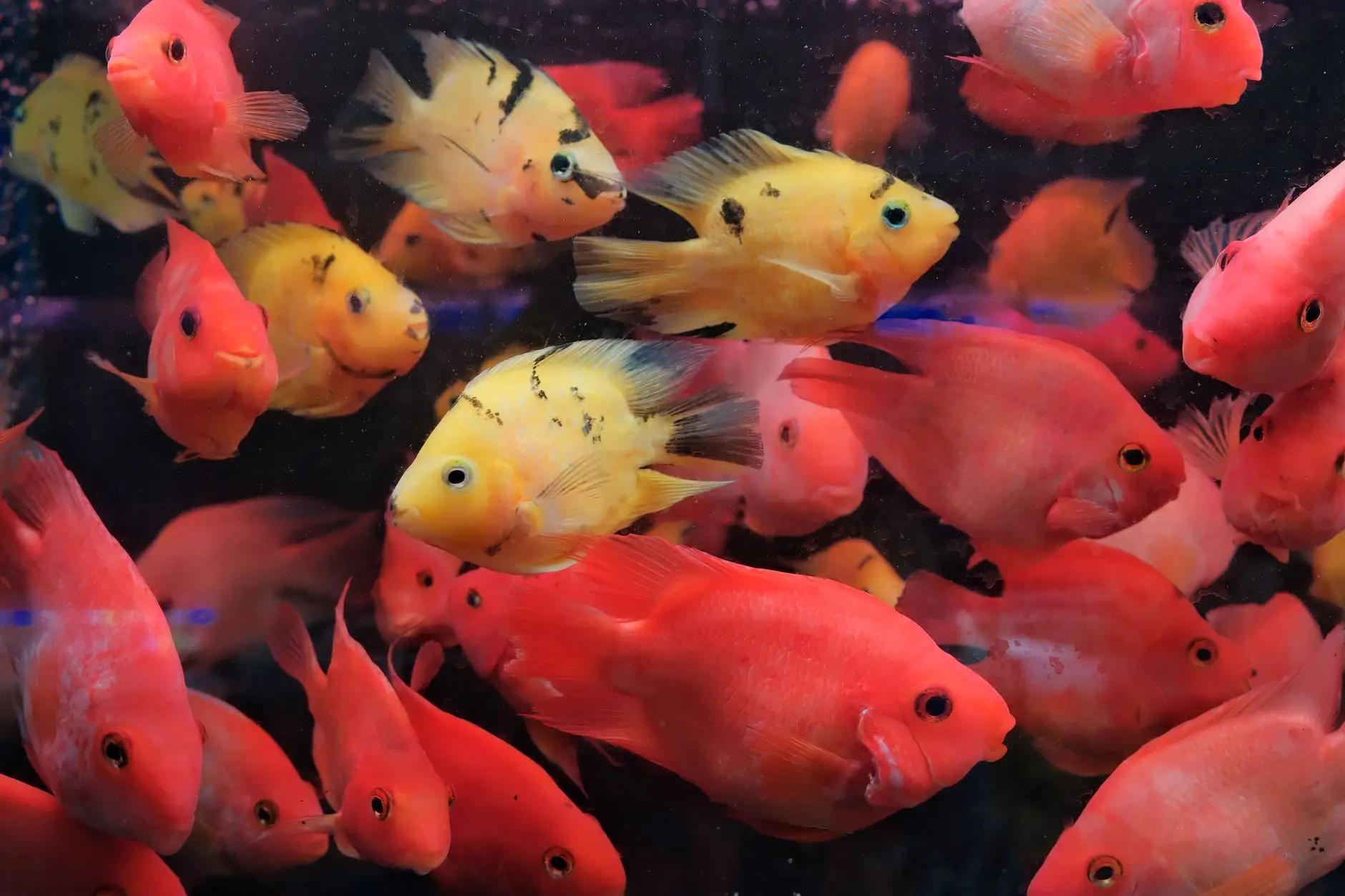 观赏鱼缸加热棒使用误区汇总及太原市场主流品牌对比正文配图 1