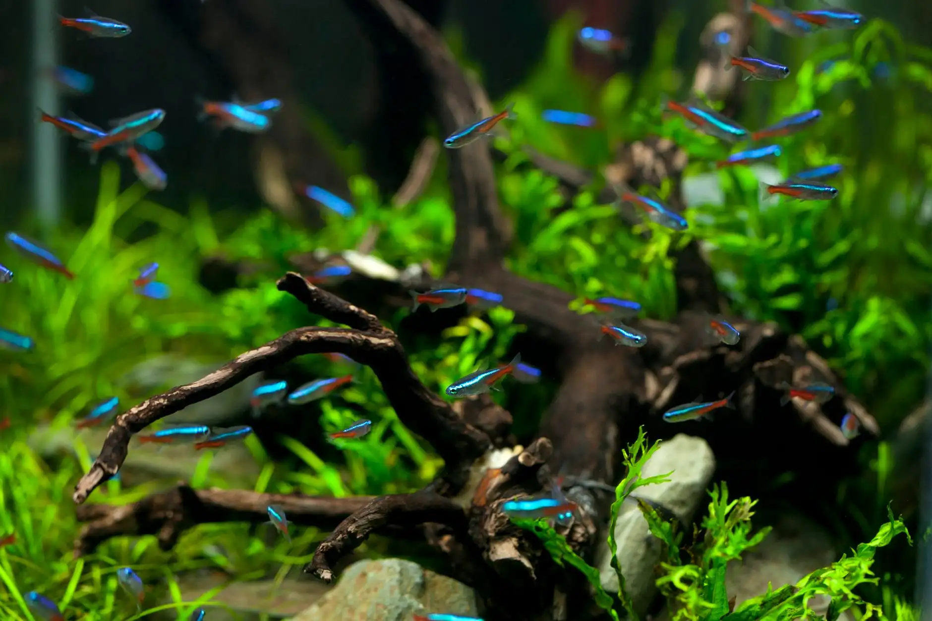 水族箱过滤器选型指南：不同过滤方式对水质维护的效果对比正文配图 2