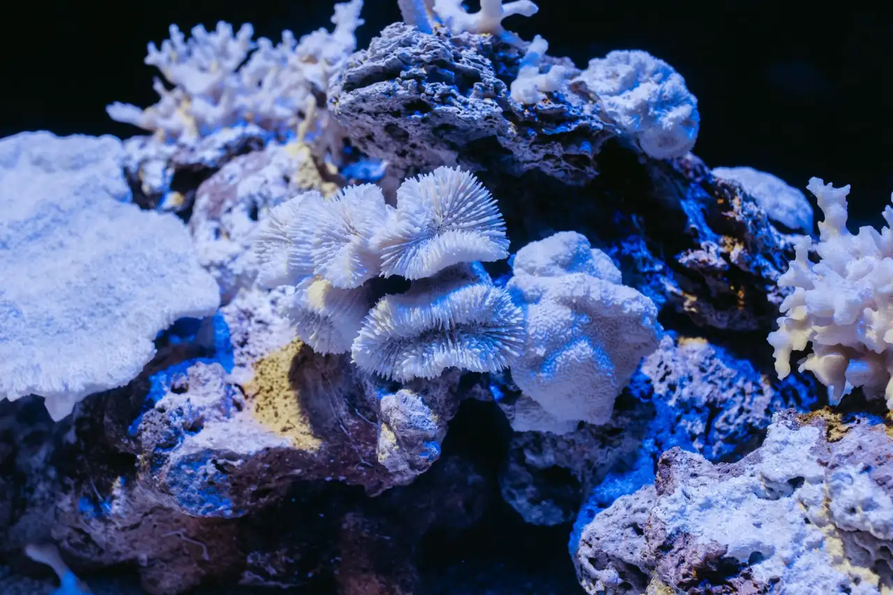 山西水族箱市场趋势：2025年观赏鱼养殖设备选型指南正文配图 1