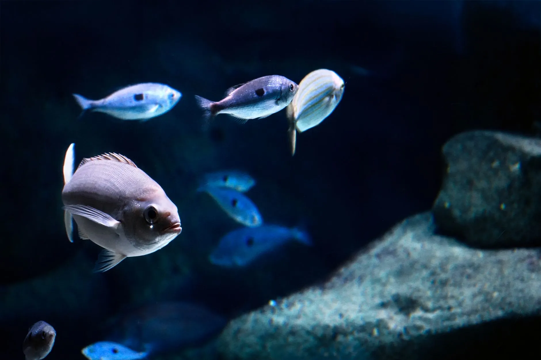 太原水族箱选购指南：从玻璃材质到过滤系统的完整解析正文配图 1
