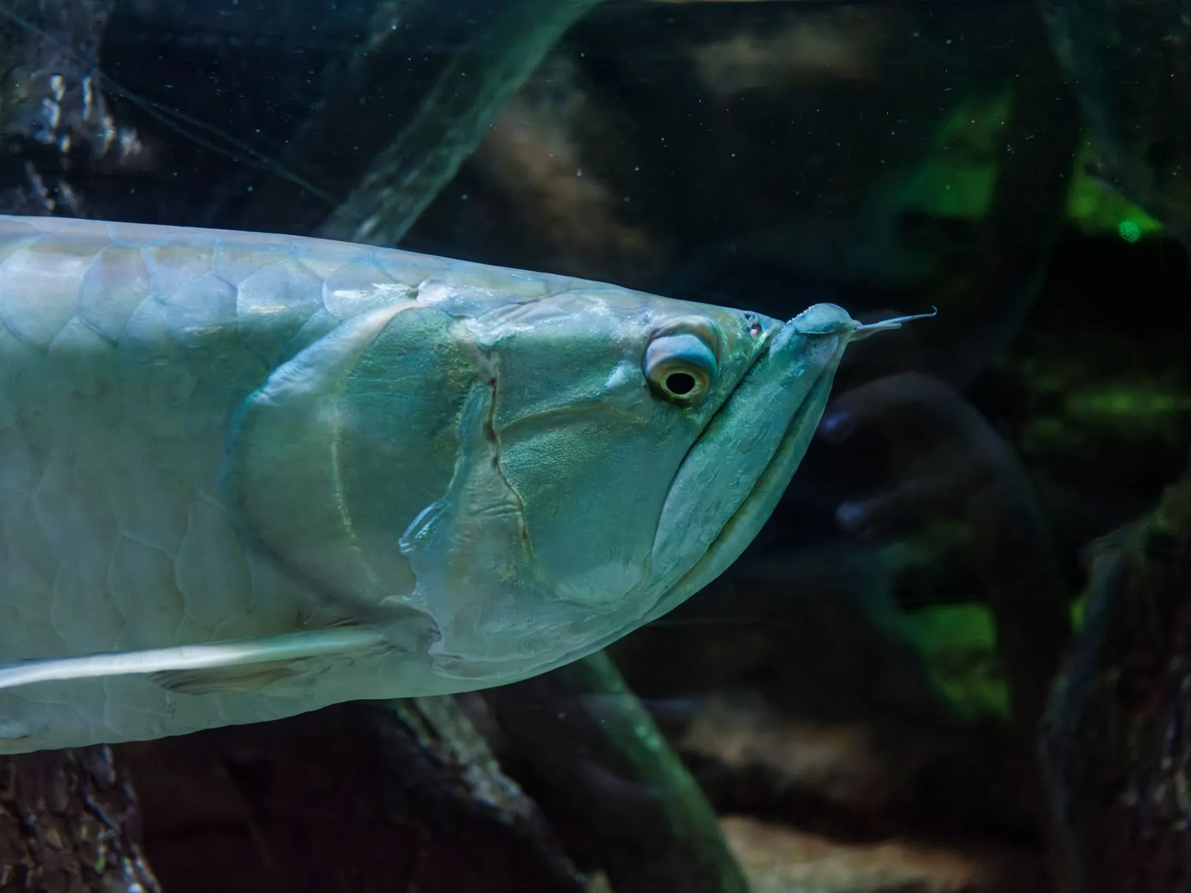 山西地区水族店设备采购指南：鱼缸过滤器与加热棒选配方案正文配图 1