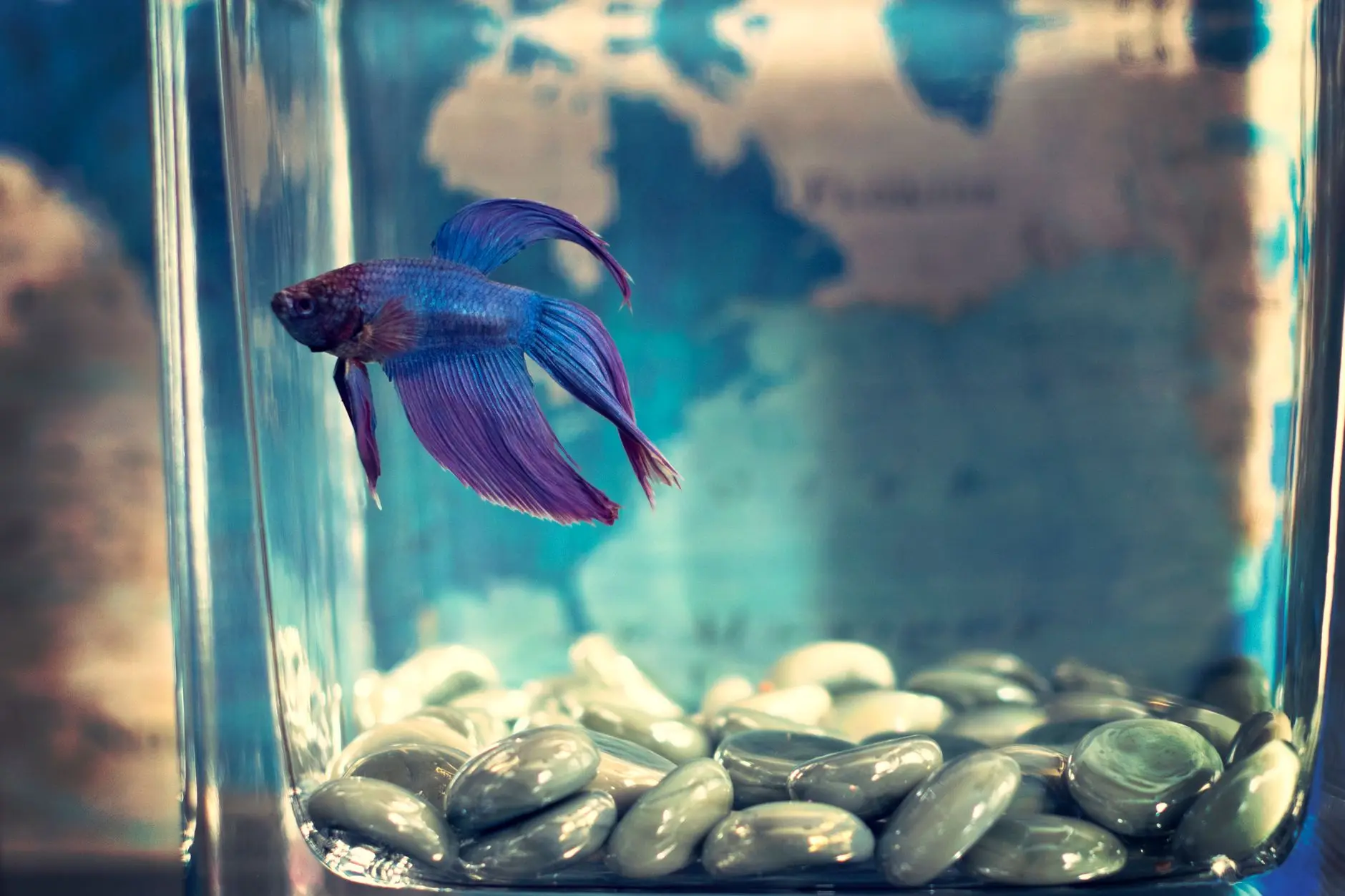水族箱过滤系统选型指南：不同鱼缸规格下过滤器的配置要点解析正文配图 2