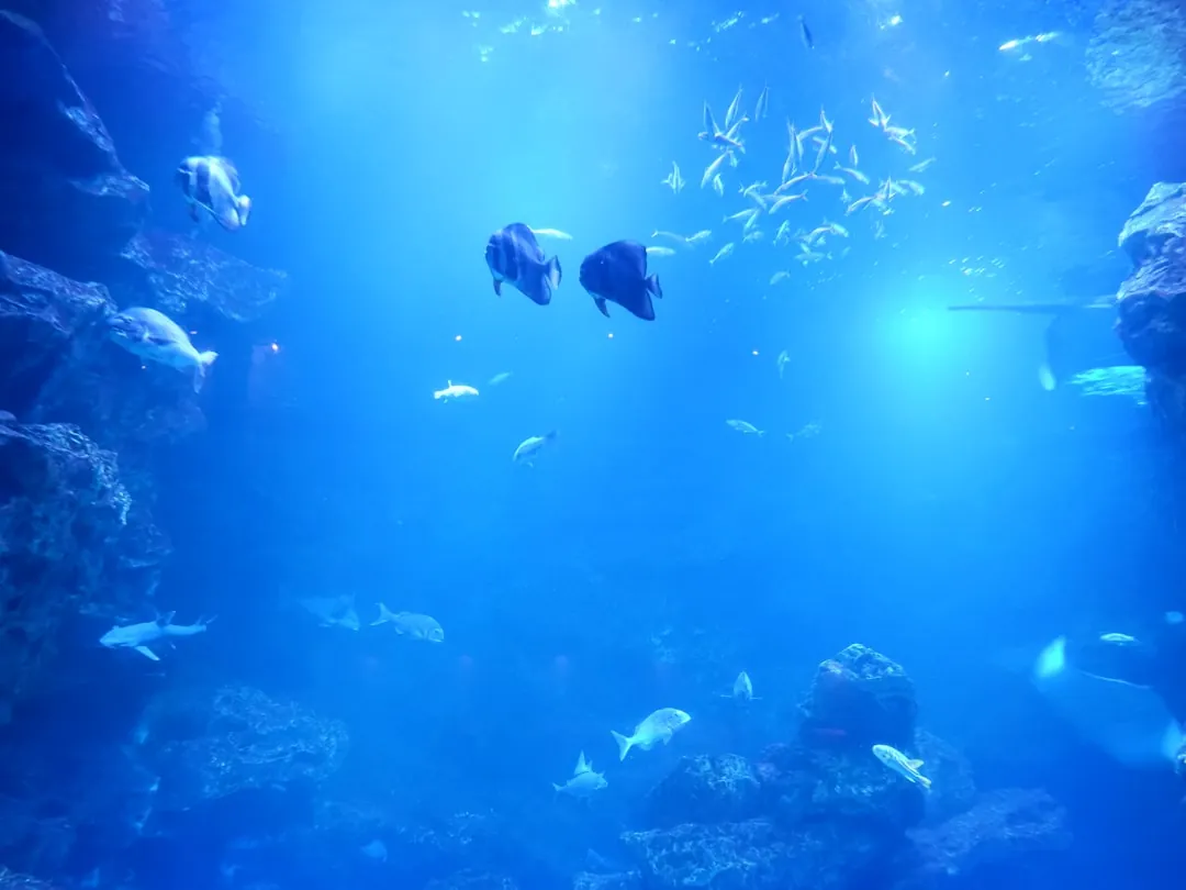 水族箱过滤系统选型指南：不同养殖密度下过滤器的匹配方案正文配图 1