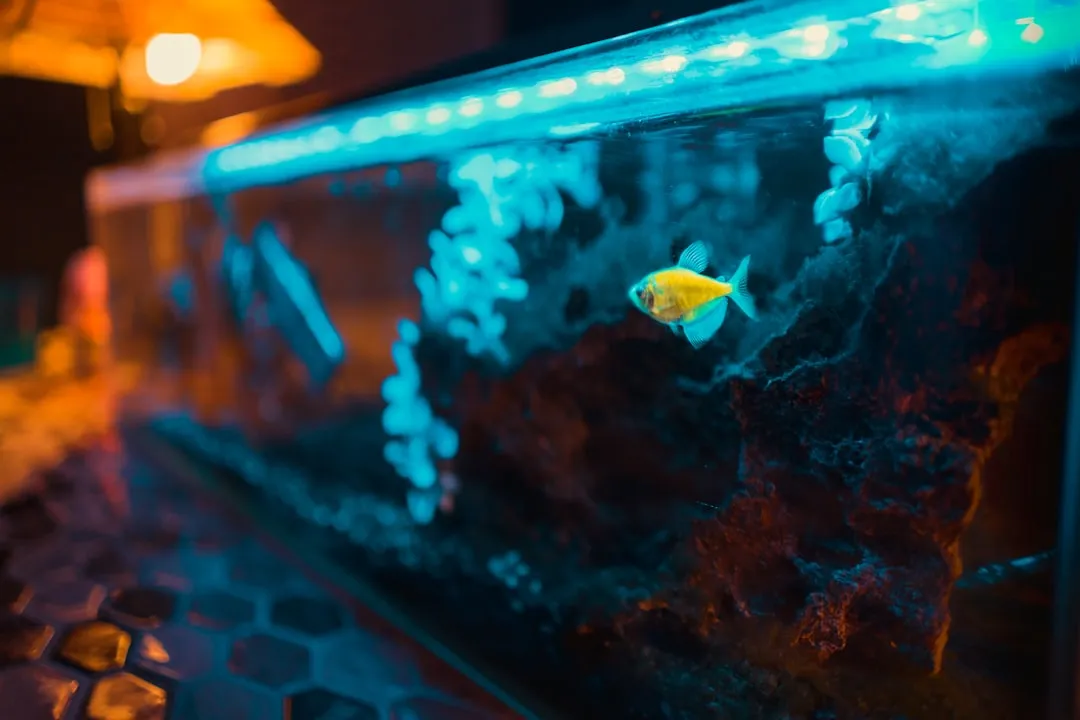 山西水族店采购指南：鱼缸过滤器与加热棒选型要点正文配图 2