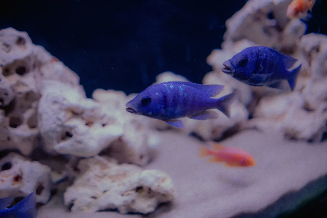 太原水族箱过滤器选型指南：不同养殖密度下的过滤方案对比正文配图 2
