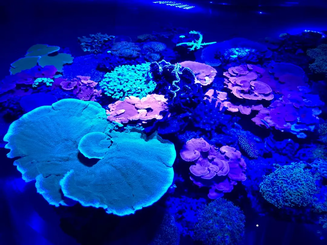 太原水族箱水质稳定关键技术要点与常见问题处理方案正文配图 2