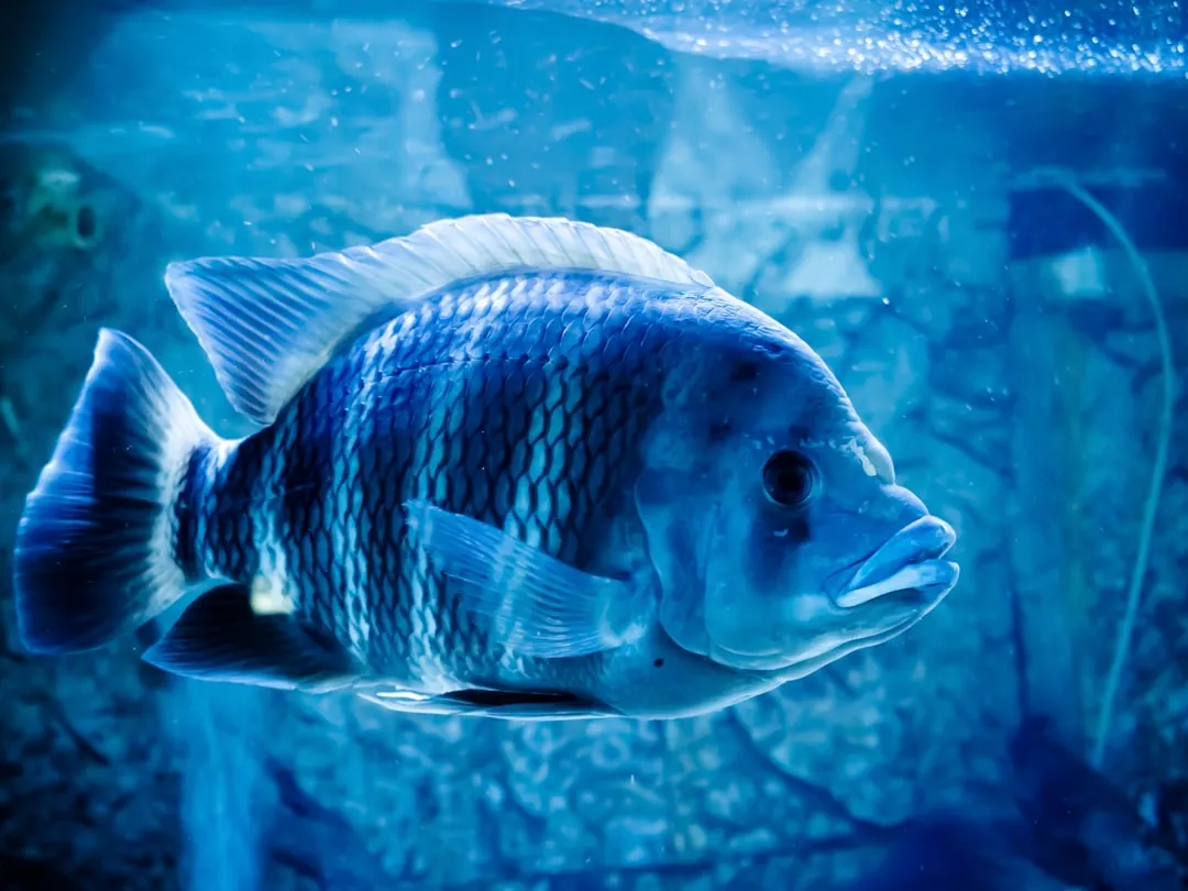 太原众顾商贸水族箱过滤器型号参数对比与选型建议正文配图 2