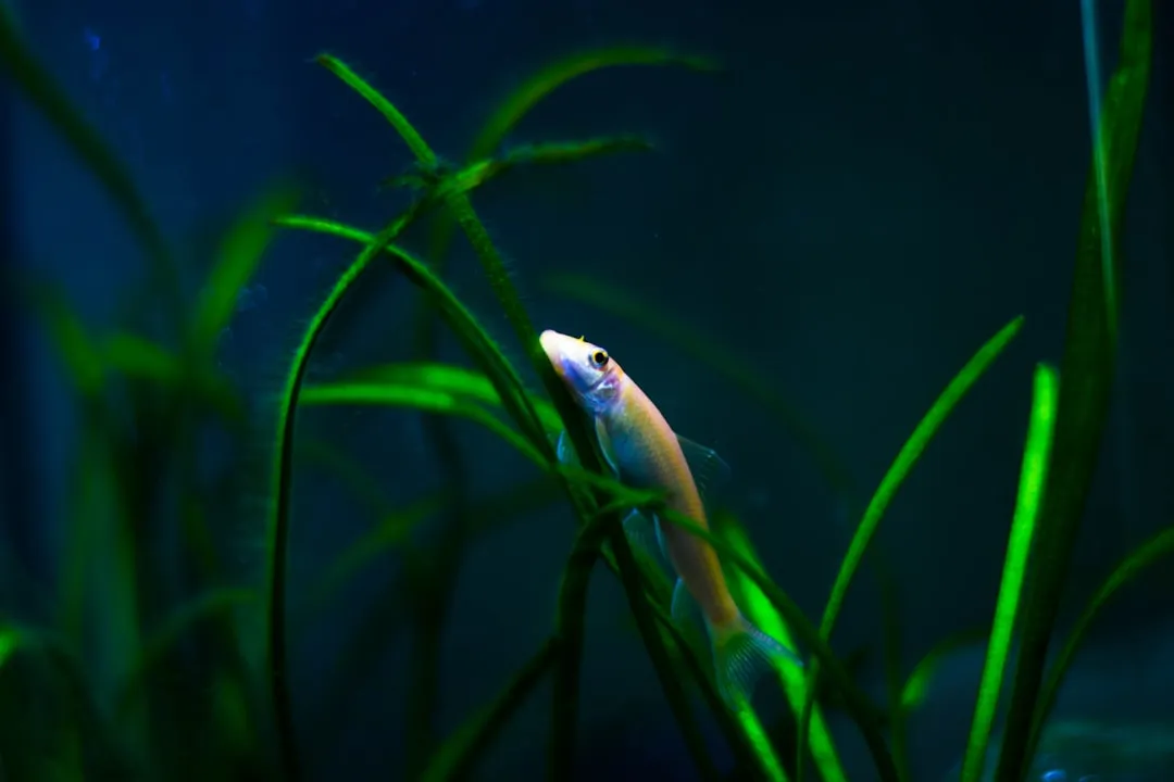 山西地区水族店设备采购指南：鱼缸过滤器与加热棒选配方案正文配图 2