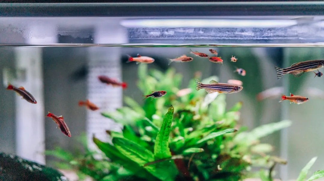 太原观赏鱼缸水族箱选购指南：尺寸、材质与过滤系统的匹配要点正文配图 1