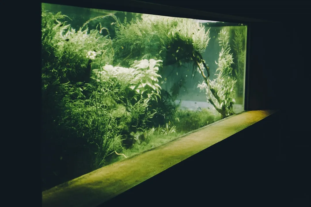 山西水族箱市场趋势：2025年观赏鱼养殖设备选型指南正文配图 2