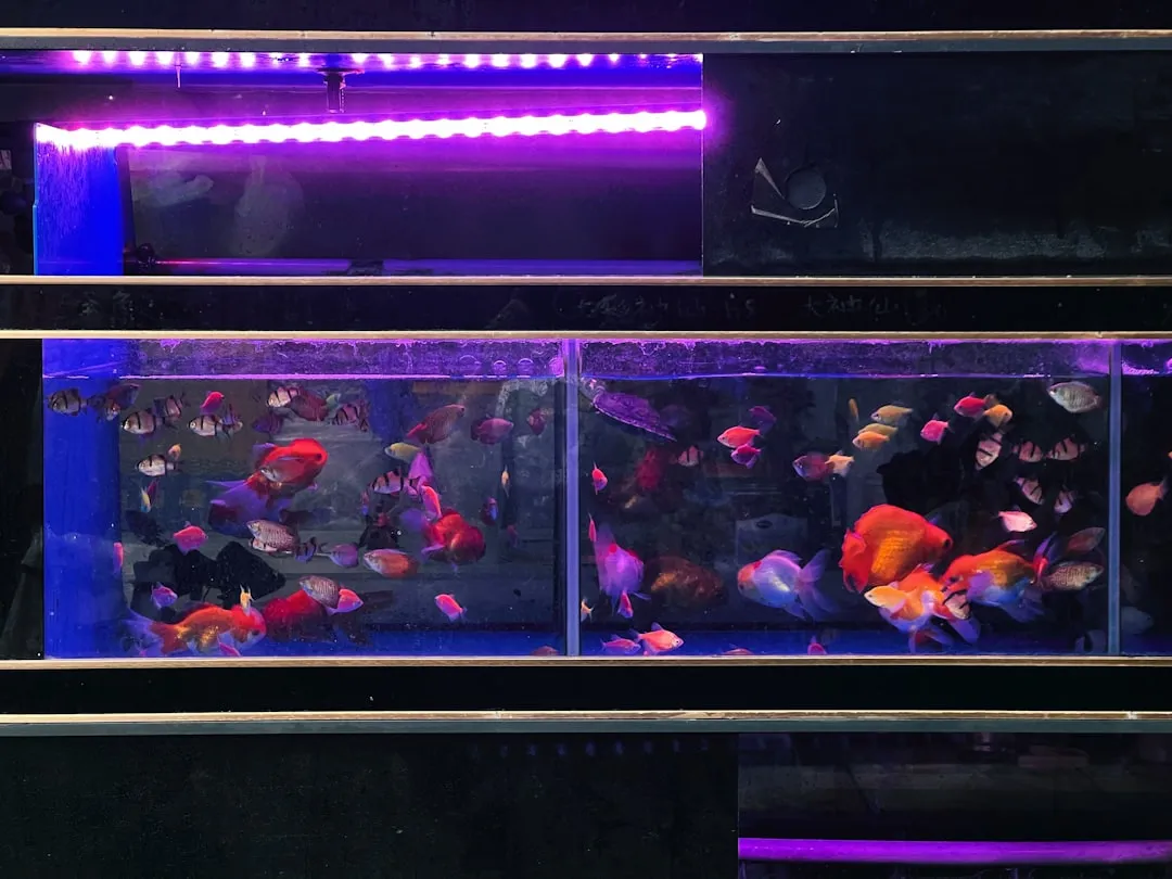 山西水族店鱼缸设备配套方案：从过滤器到加热棒选型指南正文配图 2