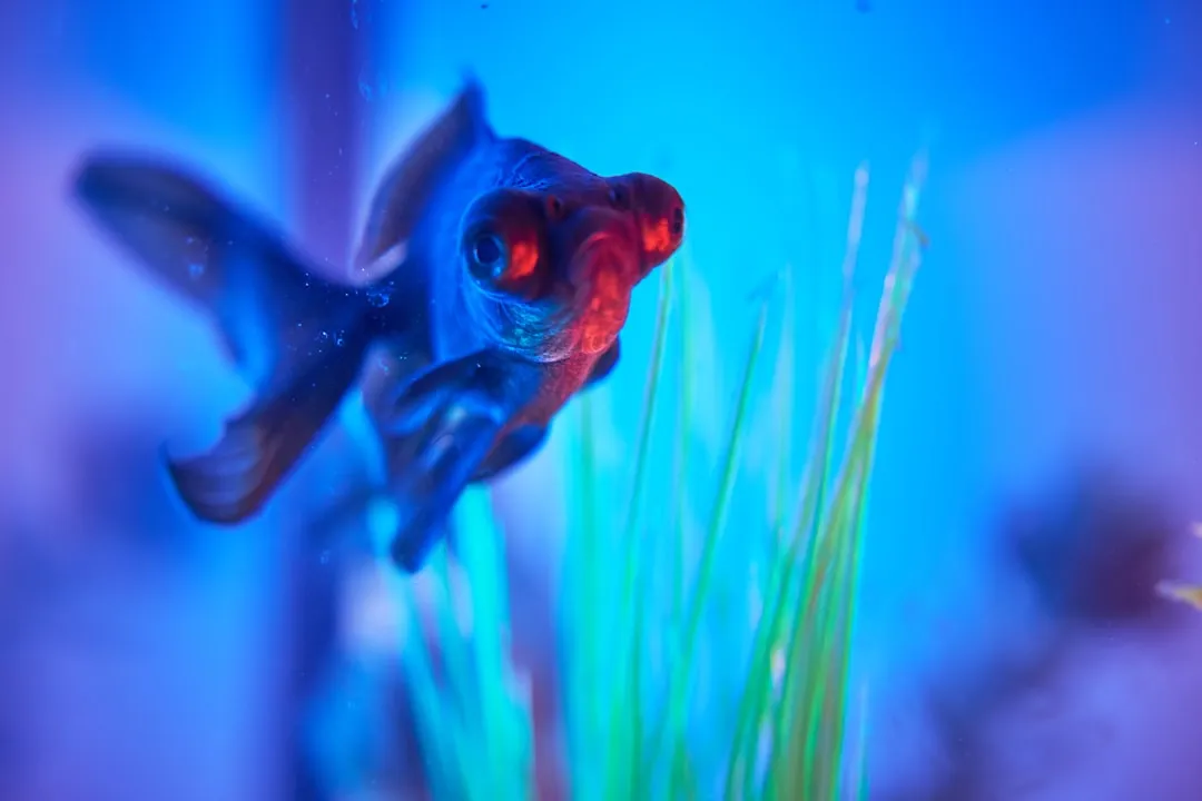 水族箱过滤系统选型指南：不同过滤方式对水质维护的实际影响正文配图 2