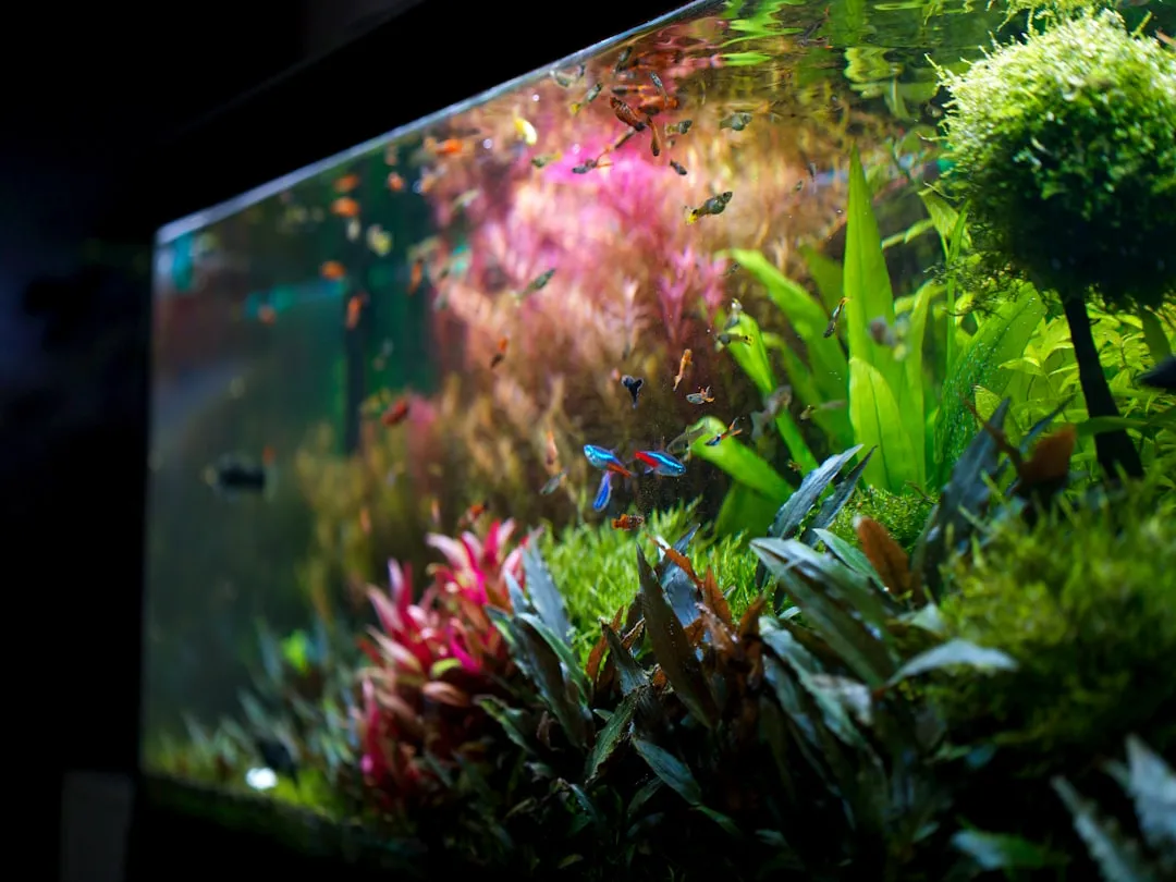 山西地区观赏鱼养殖水族箱设备选购指南：从过滤器到加热棒正文配图 2