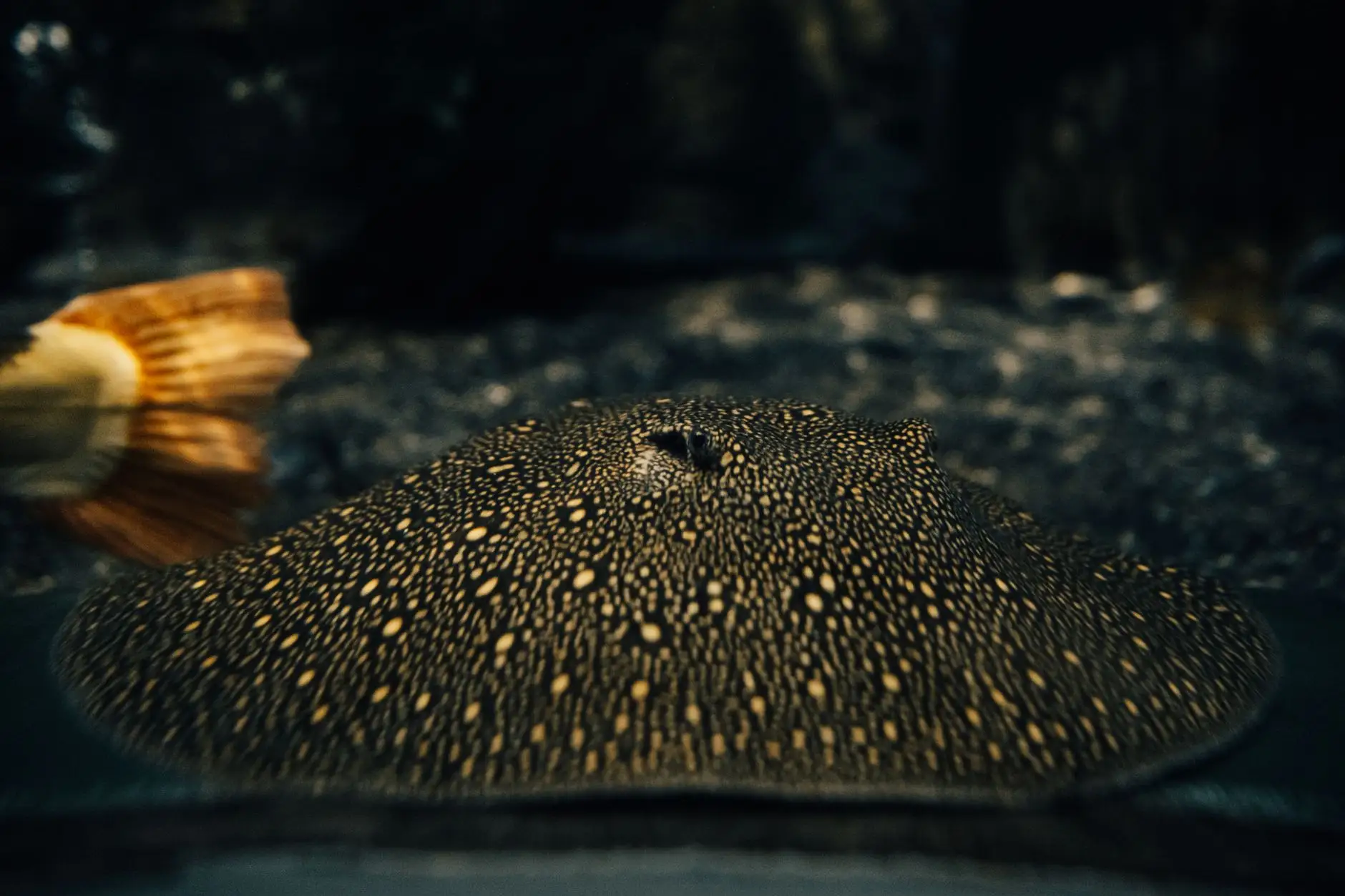 太原观赏鱼缸水族箱选购指南：尺寸、材质与过滤系统的匹配要点正文配图 2